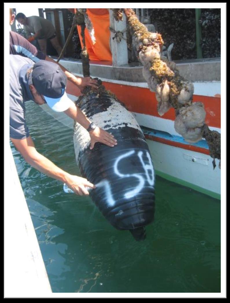 Ordinanze 915-916 del 15/04/2013 di Raccolta e distruzione dei mitili di taglia commerciale I seno Mar Piccolo Taranto