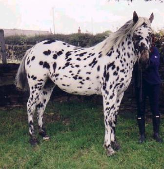 Appaloosa Leopardo http://www.bhranch.com/real/nv2yrold.jpg www.aphcuk.org/appaloosa_characteristic.