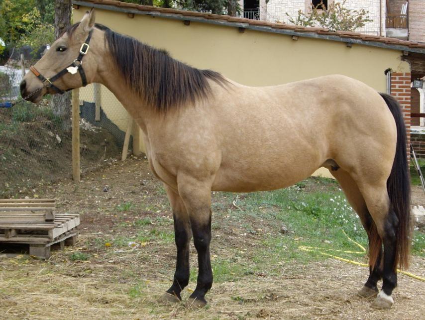 Buckskin Buckskin = cute pigmentata, occhio scuro; su mantello-base baio peli