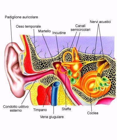 SENSO DELL UDITO È composto da orecchio esterno, medio e interno che oltre