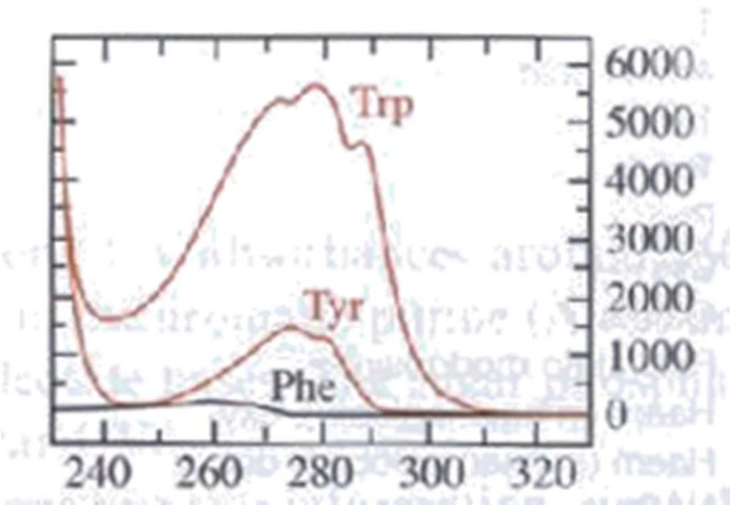 Spettri di assorbimento UV dei principali amminoacidi aromatici (non assorbano nel visibile!