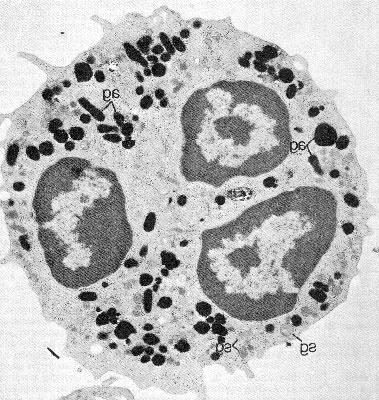 Microscopio ottico Microscopio