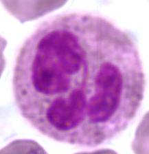 cellulare fotografato al microscopio