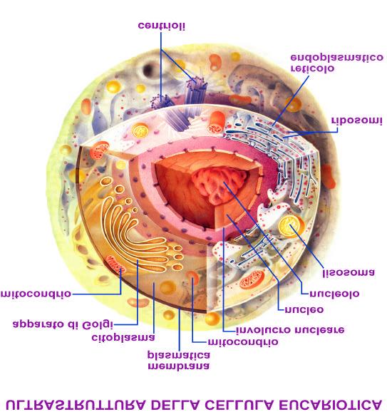 Caratteristica Nucleo diametro Citoscheletro Organelli