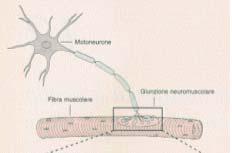 Giunzioni neuro-muscolari Altro tipo di sinapsi che non appartiene alle due categorie menzionate sopra e