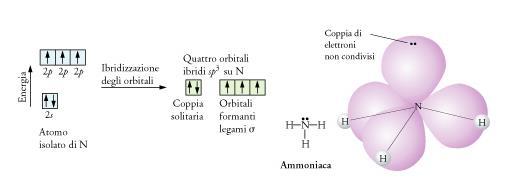 Uno dei quattro orbitali sp 3 è occupato dalla coppia solitaria mentre tre sono occupati da un elettrone spaiato e formano i legami N-H per sovrapposizione con gli orbitali 1s degli atomi di idrogeno.
