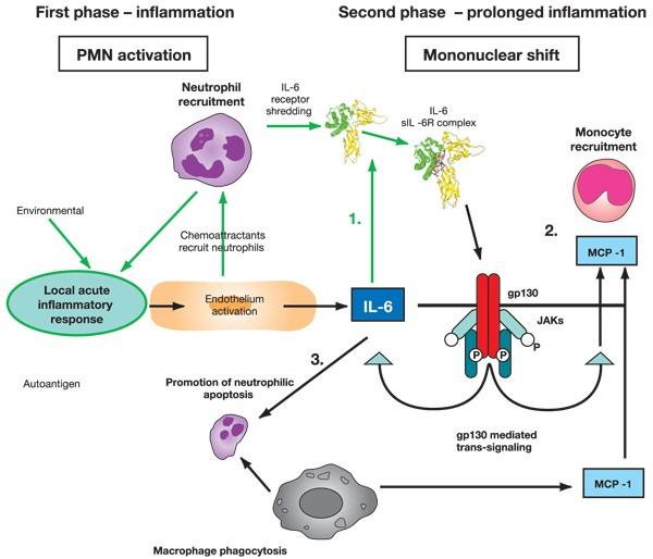 IL6 sembra essere importante nella cronicizzazione dell infiammazione, in quanto media il