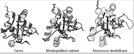 Il citocromo c isolato da più di 100 specie diverse, dal lievito all uomo, è costituito da una unica catena polipeptidica di 104-112