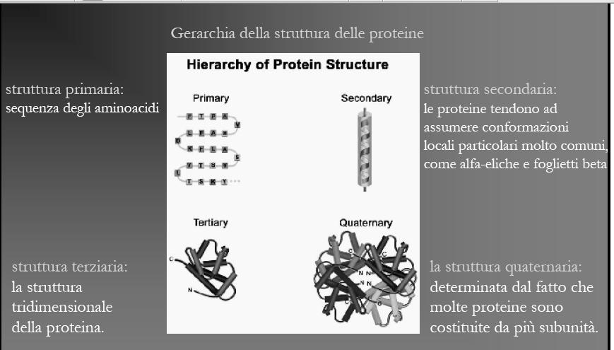 La conformazione di una proteina viene stabilizzata da legami