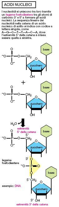 (RNA) / 