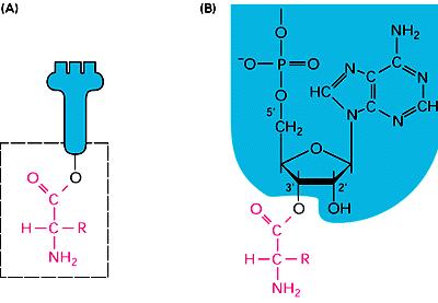 Attacco degli aa ai trna La struttura del legame aminoacil-trna: L estremità COOH dell aminoacido forma un legame estere con il 3 OH libero del ribosio dell adenosina terminale che fa parte del