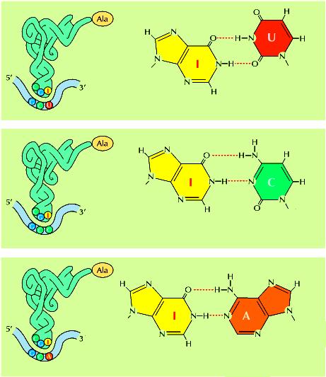 L anticodone vacilla Appaiamento non standard dell alanina-trna L appaiamento rilassato in terza posizione permette a I di appaiarsi con U,C,A RNAt RNAm