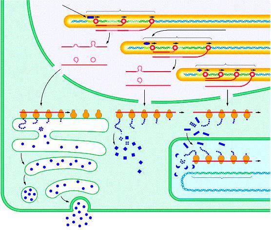 Schema dell azione di un gene in una cellula eucariotica segnale esterno GENE 1 cromosomi nucleari rimozione introni GENE 2 segnale interno membrana nucleare RNAm1 GENE 3 ribosomi RNAm2 RNAm3