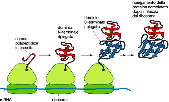 Produzione di una proteina matura funzionale Una volta che il dominio proteico di una proteina multidominio emerge dal ribosoma, forma nel giro di pochi