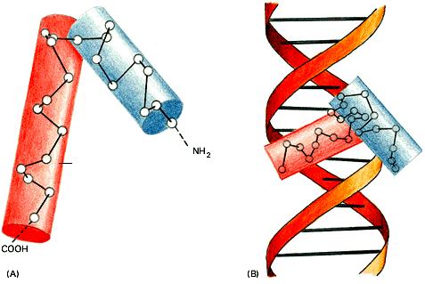 IL CONTROLLO DELL ESPRESSIONE DEI GENI NEGLI EUCARIOTI Proteine regolatrici di geni I regolatori genici sono proteine che presentano configurazioni ricorrenti (motivi), particolarmente adatte a