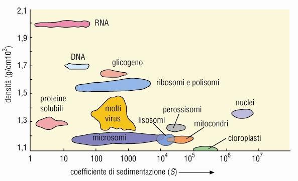 Coefficienti di sedimentazione di alcuni organelli cellulari, macromolecole e virus Il coefficiente di sedimentazione