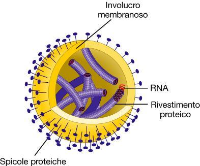 o RNA (dsrna, ssrna) Virus con involucro fosfolipidico