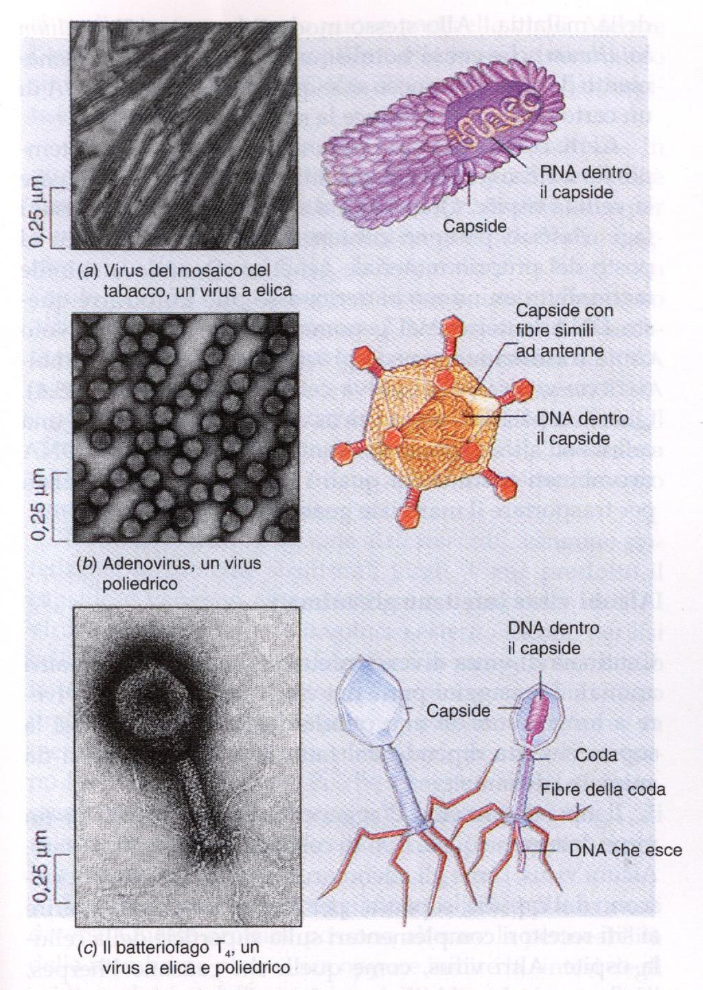 Tipi di VIRUS Specie specifici I virus