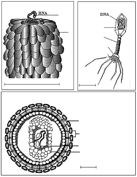 Virus del mosaico del tabacco subunità proteica del capside Batteriofago T4 Capside Colletto Basamento Fibre della coda Esempi