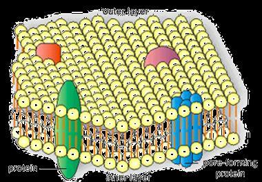 La membrana citoplasmatica Spessa soltanto 8 nm è una barriera altamente selettiva La struttura generale di molte membrane biologiche è costituita da un doppio