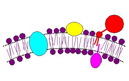 Classi di Proteine di Membrana periferiche ancorate