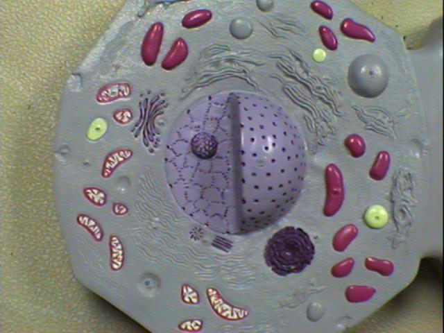 Membrana plasmatica Citoplasma Il citoplasma mitocondri Golgi nucleo Il citoplasma occupa circa la metà del volume totale della cellula.
