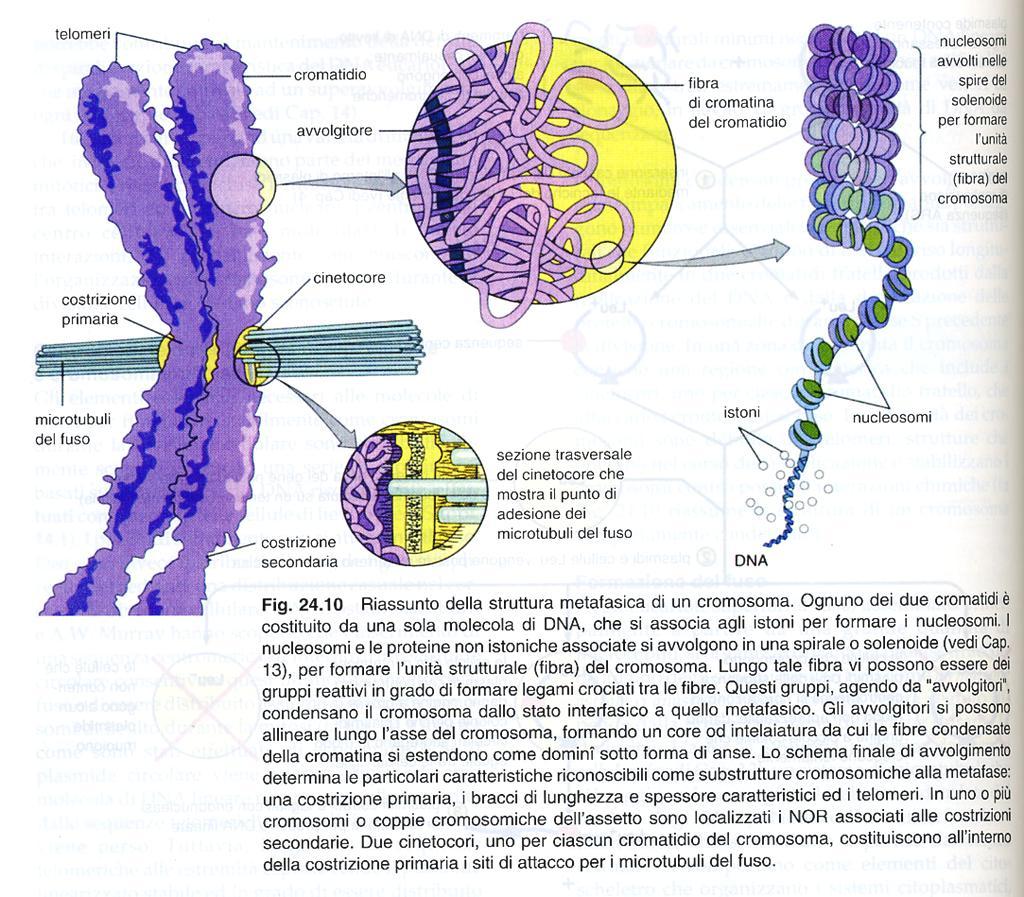 Cromatina - cromosoma Nucleosomi avvolti a