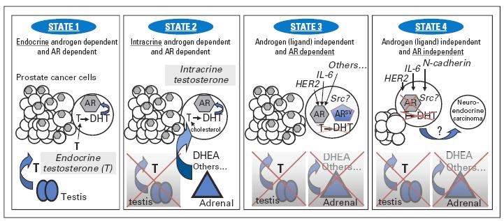 renziate, trasformandosi in un fenotipo sempre più simile ad una piccola cellula / cancro neuroendocrino, con un modello differente di metastatizzazione ai siti viscerali, accompagnato spesso da uno