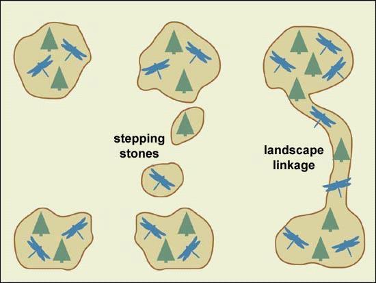 Il corridoio biologico connette i vari frammenti, mitigando