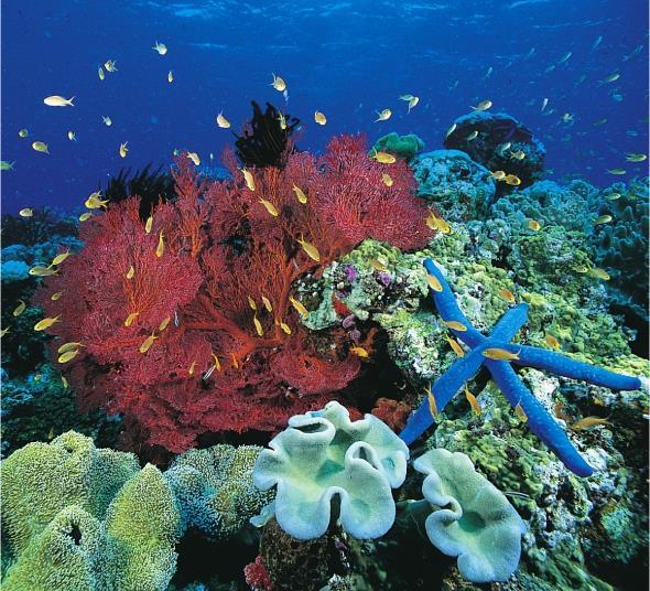 Una zoocenosi di barriera corallina, uno degli ecosistemi a più elevata