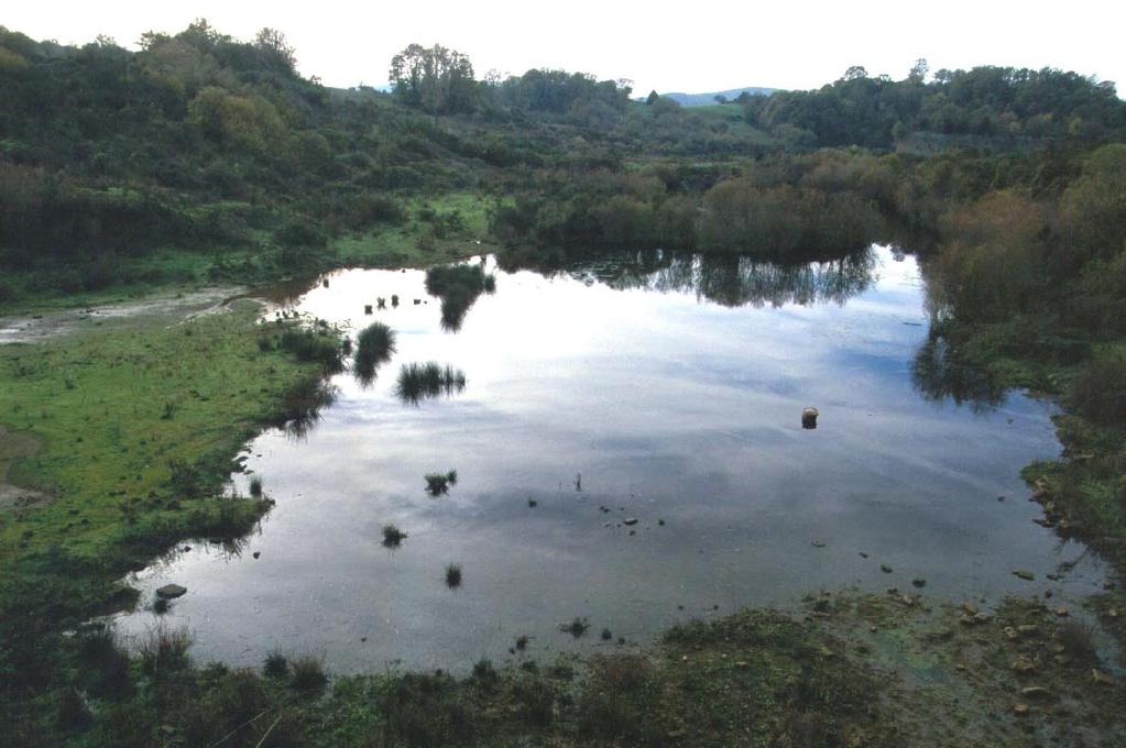 Differenziamento scelta habitat ANALISI DELLA NICCHIA SPAZIALE = SCELTA HABITAT Rana dalmatina Rana sk.