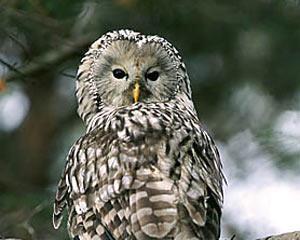 tundra - Differenziazione nicchia predatori notturni (allocco notturno di boschi umidi; allocco di Lapponia diurno vari tipi boschi; allocco