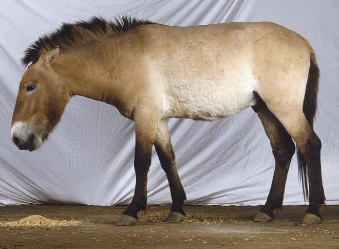 N-S di mammiferi (saiga, bisonti) e uccelli -