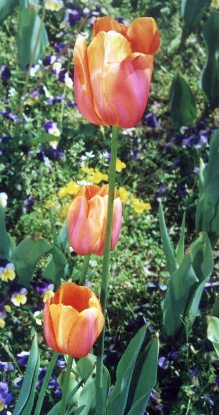 L età d oro dei tulipani in Inghilterra è tra il 1830 e il 1870.