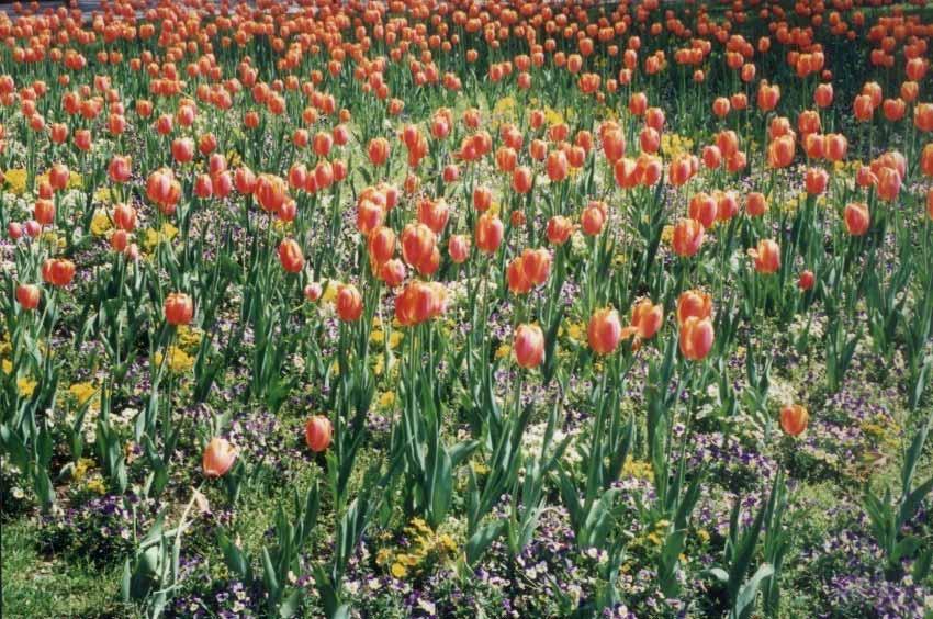 kaufmanniana e il greigii nel 1898, il fosteriana nel 1904. Quanto alle varietà europee, il primo tulipano pappagallo non fu creato da ibridatori, ma nacque per conto suo nel 1665.