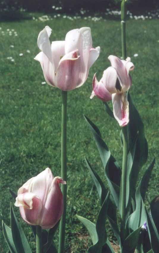 Il genere Tulipa comprende, secondo il Parey, circa 150 specie, diffuse tra l Asia orientale e centrale, il Nordafrica e l Europa.