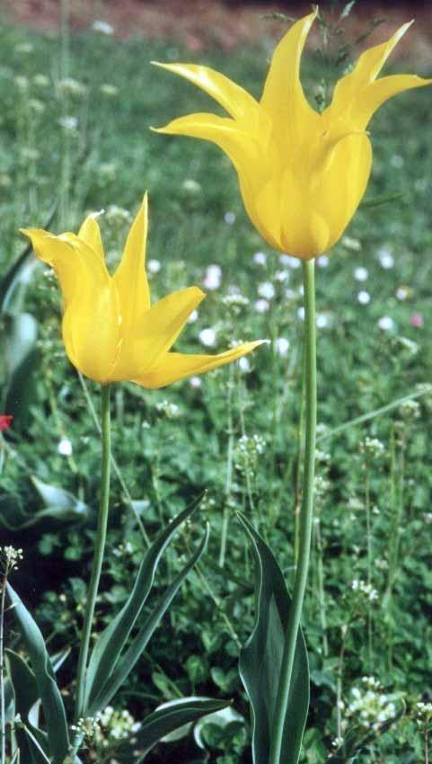 All inizio del XIX secolo si sono cominciate a incontrare nell Italia settentrionale, nella Francia meridionale e in Grecia specie di tulipani che prima non erano mai state viste.