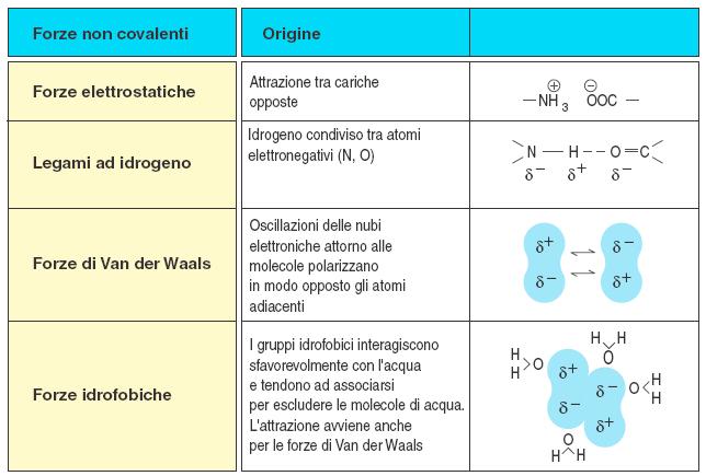 Gli anticorpi formano molteplici legami non covalenti con l