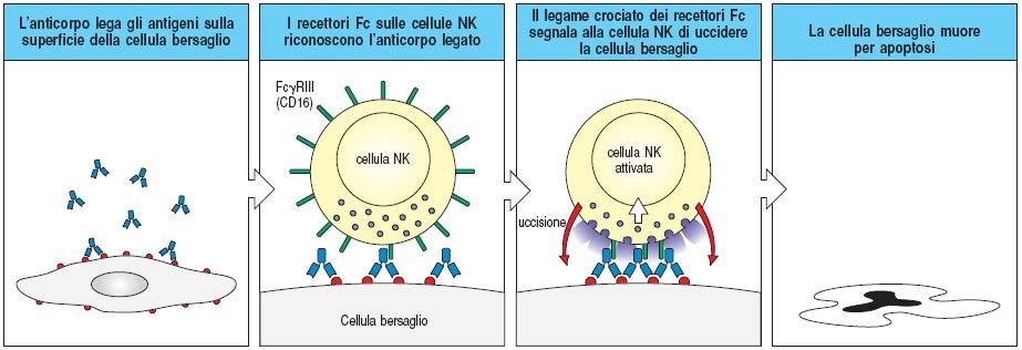 Citotossicità cellulo mediata