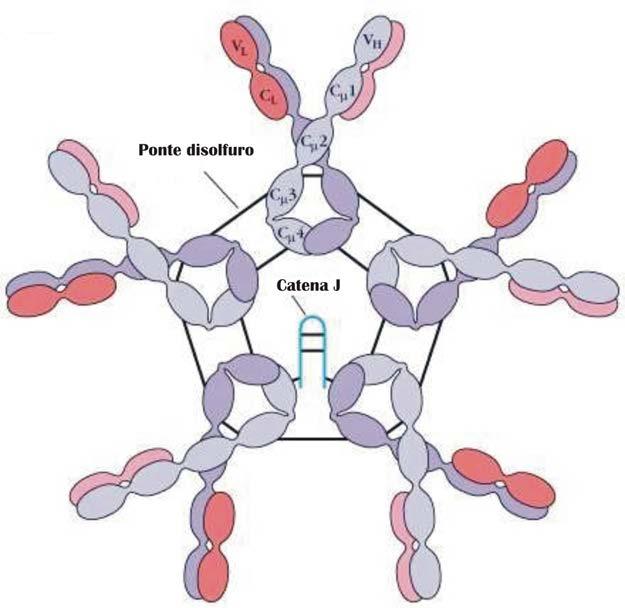 Immunoglobulina M (IgM) nel siero = molecola pentamerica, di 900 KDa, tenuta insieme da ponti disolfuro e dalla catena J; circa il 10% delle Ig totali; Ha 4 domini C H ; prima immunoglobulina