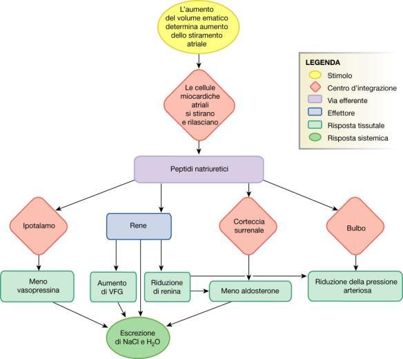 Patologie legate alla capacità renale di concentrare l urina