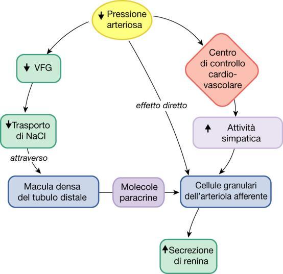 Effetto della