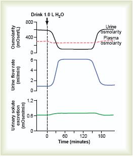 E possibile regolare l escrezione di H2O indipendentemente da quella dei soluti Il rene può eliminare fino (limite estremo) a 20l /day di urina con una concentrazione che può raggiungre al minimo 50