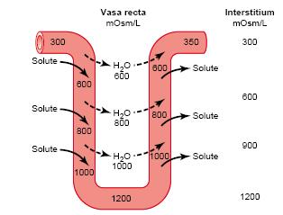 NaCl non è in equilibrio e tende quindi in TAs ad essere riassorbito