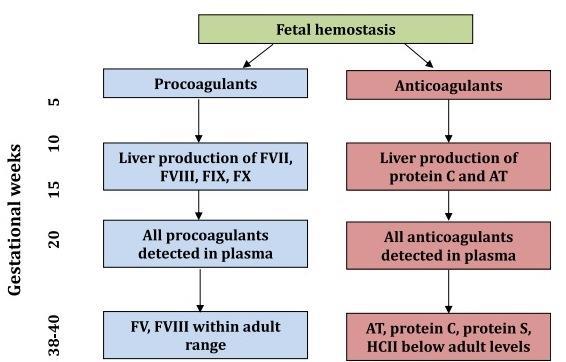 BACKGROUND - La concentrazione plasmatica dei fattori della coagulazione nel neonato non è completa Fibrinogeno, FVIII, FV, VWF = adulto Fattori Vitamina K dipendenti (FVII,