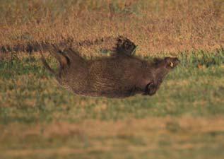 HABITAT Animale molto adattabile Fattori necessari Acqua