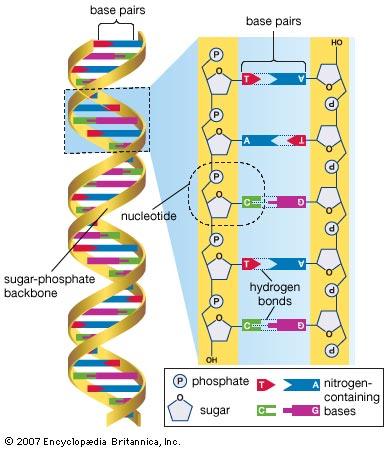 GLI ACIDI NUCLEICI RNA Acido ribonucleico