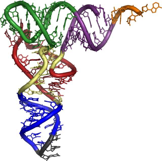 trna: RNA di trasferimento rrna: RNA