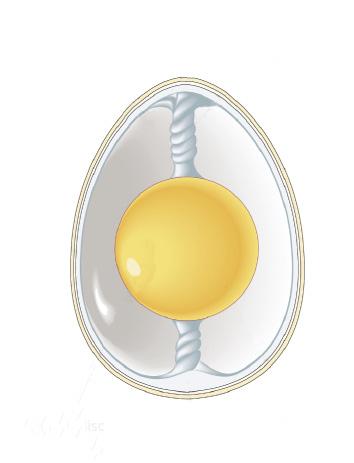 8. Composizione dell uovo: % acqua, % proteine e 12% di e infine l % di sali minerali e vitamine A, B2 e 9. Citare le varie grandezze di uova e il loro peso?