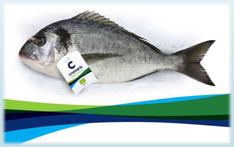 L etichettatura Bio Dal 1 luglio 2010 le etichette dei prodotti di acquacoltura biologica devono essere conformi a tutte le prescrizioni dettate dal Reg.